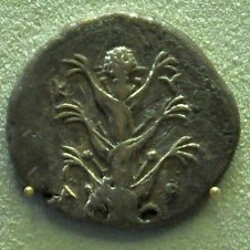 Coin from Cyrene, silphium