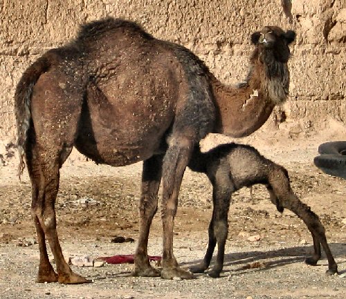 A dromedary and its child, two hours old.