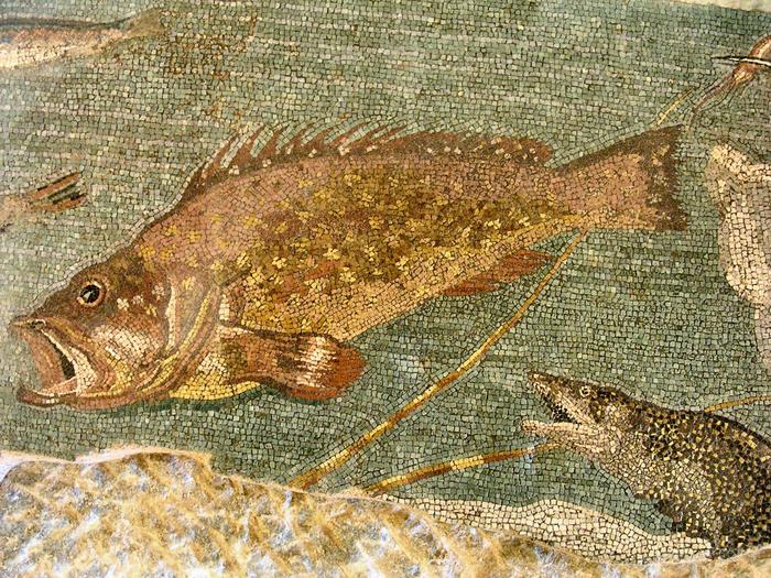 Emporiae, Roman town: mosaic with fish