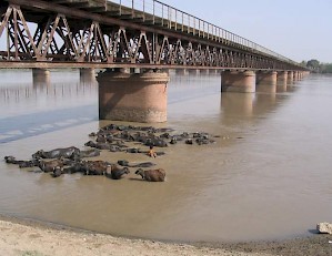 Buffaloes in the Chenab