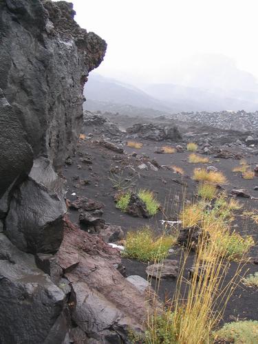 Vegetation of the Etna