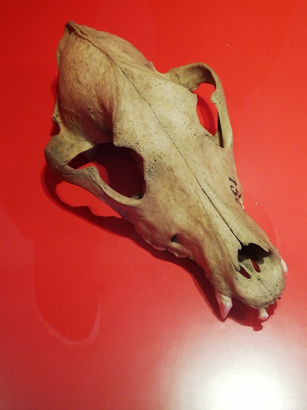 Ezinge, Skull of a dog