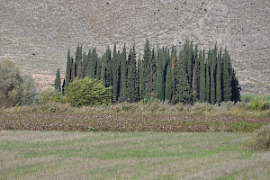 Macedonian tumulus