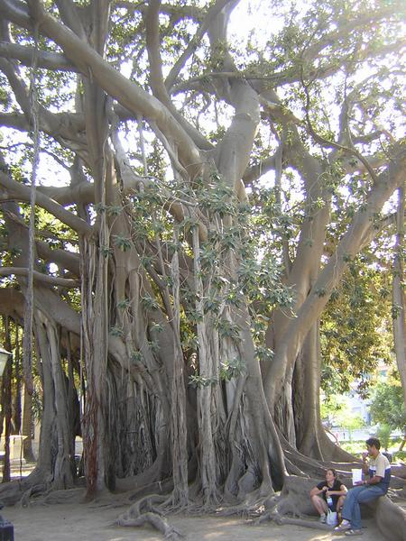 Banyan tree