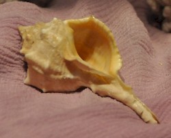 A murex shell