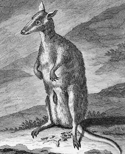 De Bruijn, Pademelon