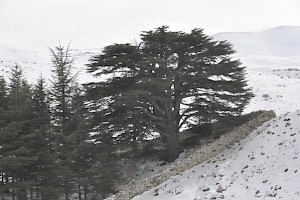 Lebanon Cedar Livius