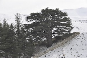 A cedar in the Qadisha valley