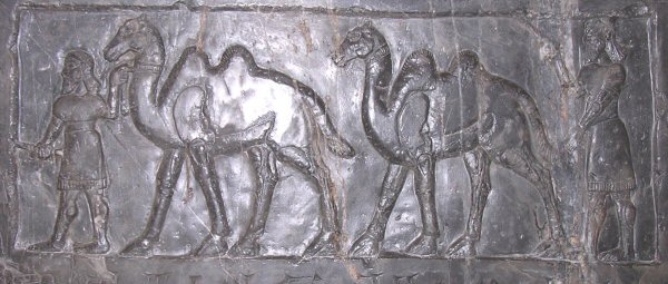 Nimrud, Black obelisk of Šalmaneser III: camels