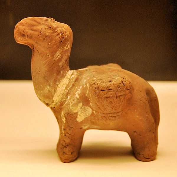 Egyptian dromedary (1)