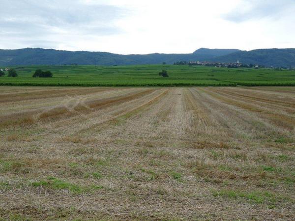 Colmar, Battlefield where Caesar met Ariovistus, View to Zellenberg