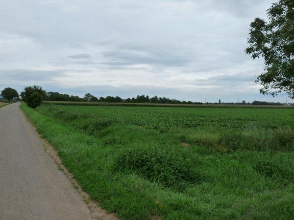 Colmar, Battlefield where Caesar met Ariovistus, Rue des Romains