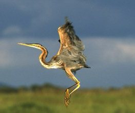 Purple heron