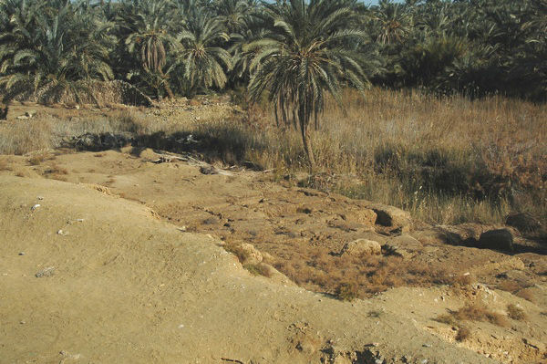 Siwa, Temple of Nectanebo, Platform