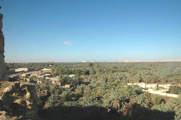 Siwa, General view of the palm trees in the oasis, seen from the oracle