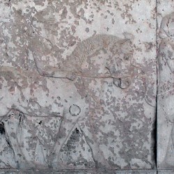 Ancient Relief of Sagartians Tribute Bearers With Lotus Border Persepolis Apadana FG280 - thumbnail 17 sogdians 1 - Ancient Relief of Sagartians Tribute Bearers With Lotus Border Persepolis Apadana FG280
