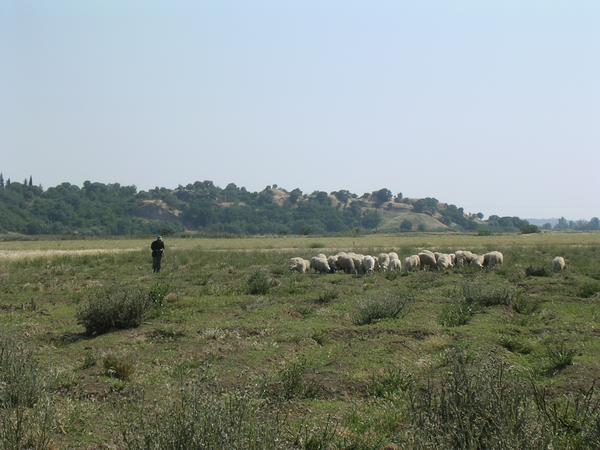 Troy, from the north ("steep")