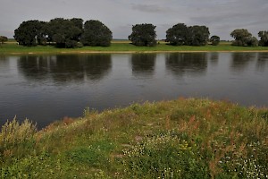 The Elbe at Torgau