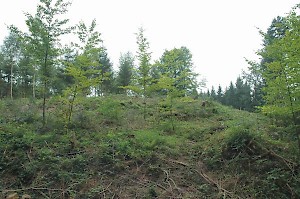 Roman fort at Freimühle