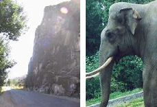 Ghalagay, Elephant Rock, clue