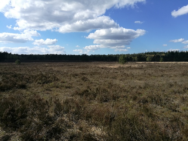 Vaassen, Celtic Field