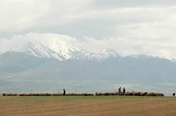 La plaine de Nésée, entourant Ecbatana (moderne Hamadan)