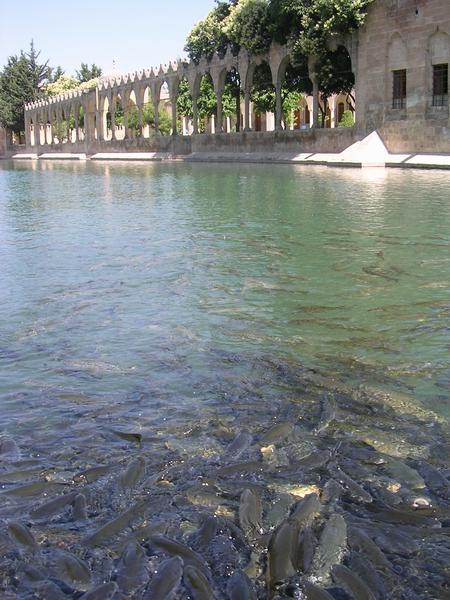 Edessa, Fish pool