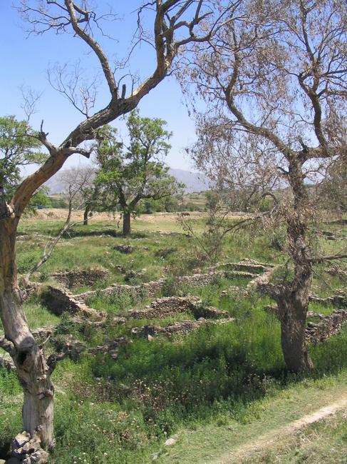 Bhir Mound with trees