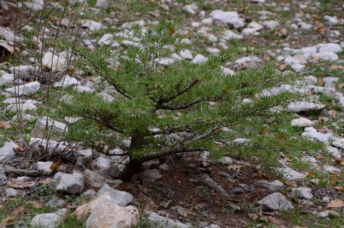 Barouk, Young cedar