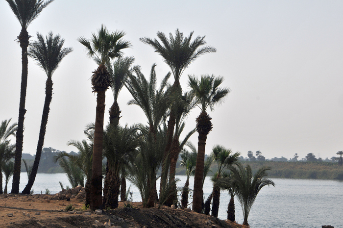 Karnak, Palm trees and the river Nile