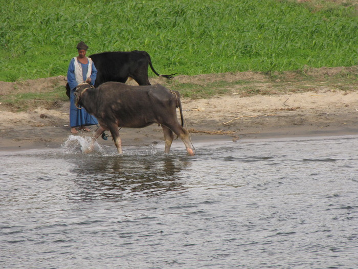 The Nile with cows