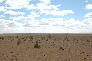 Petrified forest