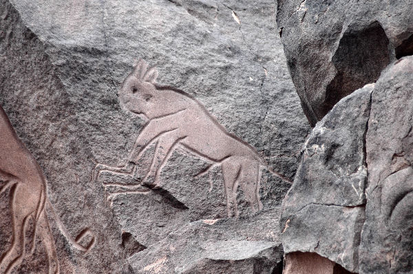 Wadi Mathendous, Fennec fox