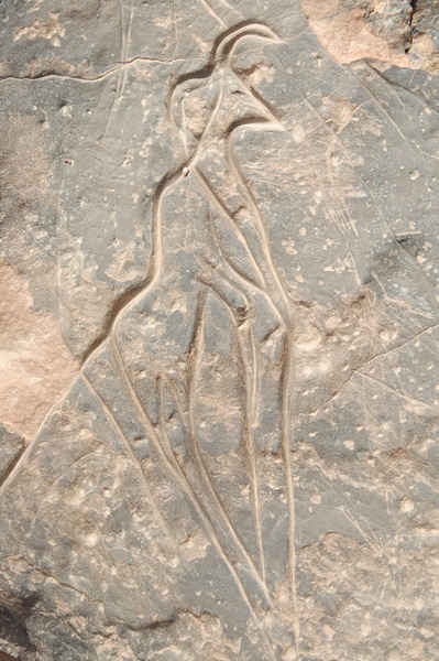 Addax or man