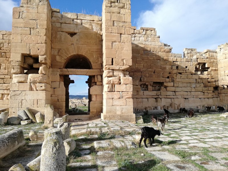 Madauros, Byzantine fort with goats