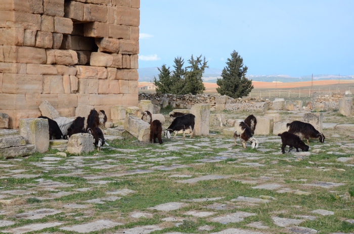 Madauros, Forum with goats