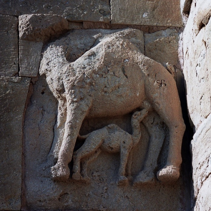 Hatra, Relief of two dromedaries