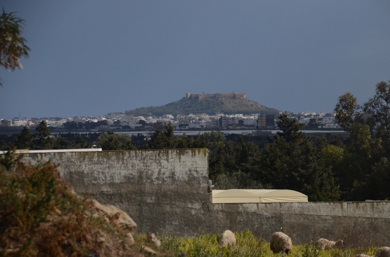 Clupea, General view