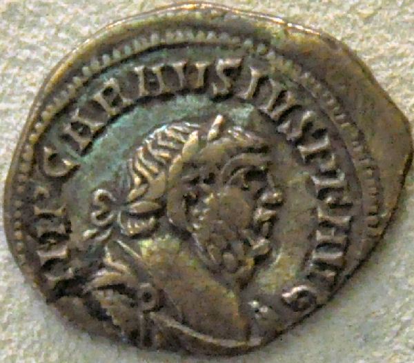 Carausius