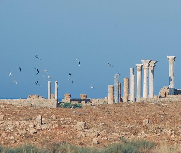 Seagulls above Apollonia's central basilica