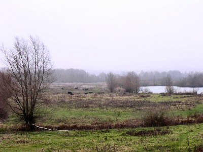 Meinerswijk, site